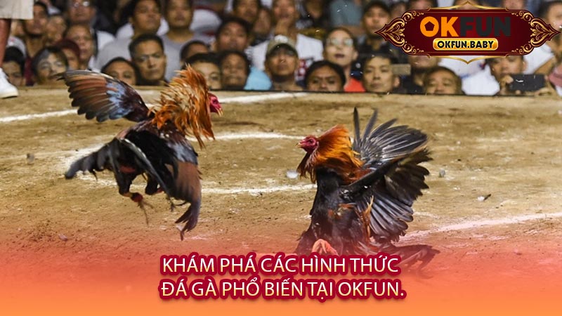 Khám Phá Các Hình Thức Đá Gà Phổ Biến Tại OKFUN.